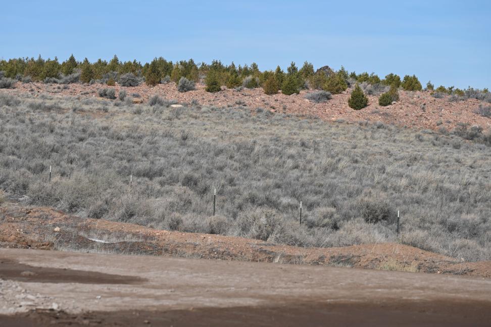 Cultural areas, as seen on the hilltop, flourish due to a native seed mix. As the plants  mature, they provide value when harvested by medicine men and traditional herbalists.