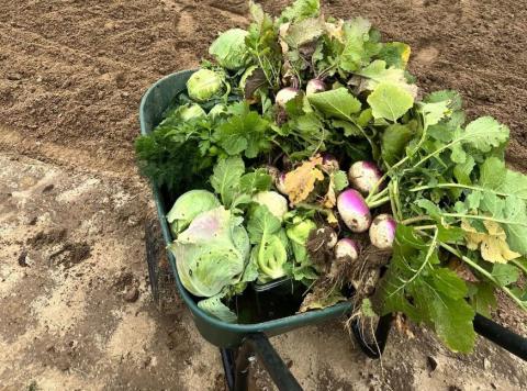 Vegetables grown at the the reclaimed Jewett Mine in Freestone County, Texas