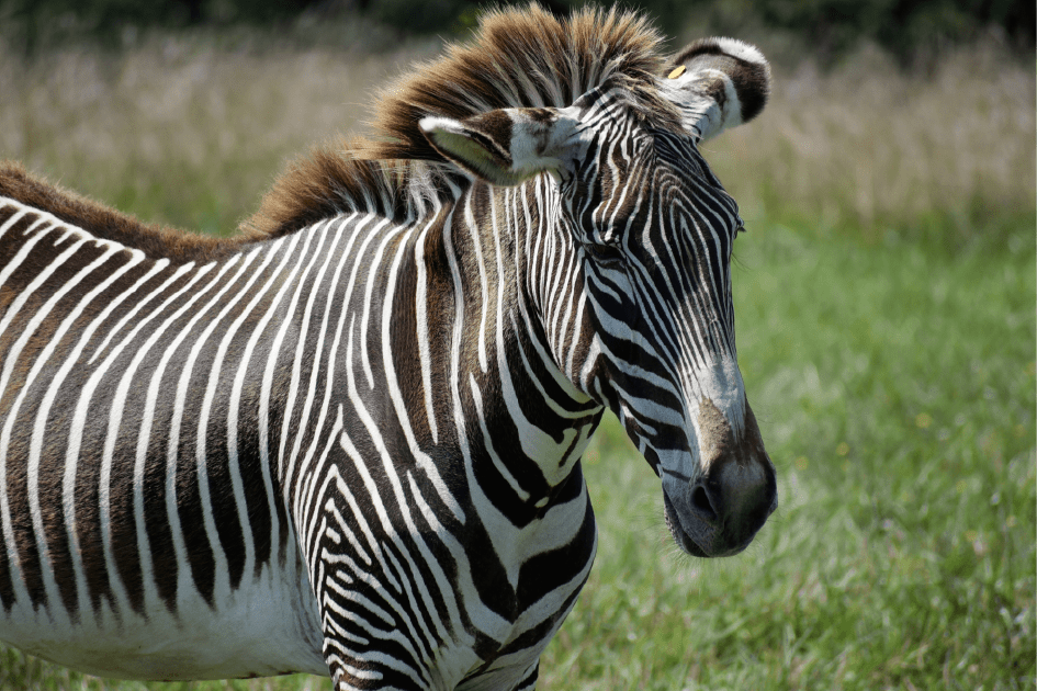 A photo of a Grevy's zebra from an angle with its head on the middle right of the photo. You can see the right side of its body.