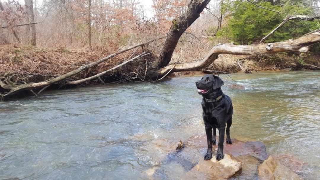 A black lab stands on a rock in Beaver Creej