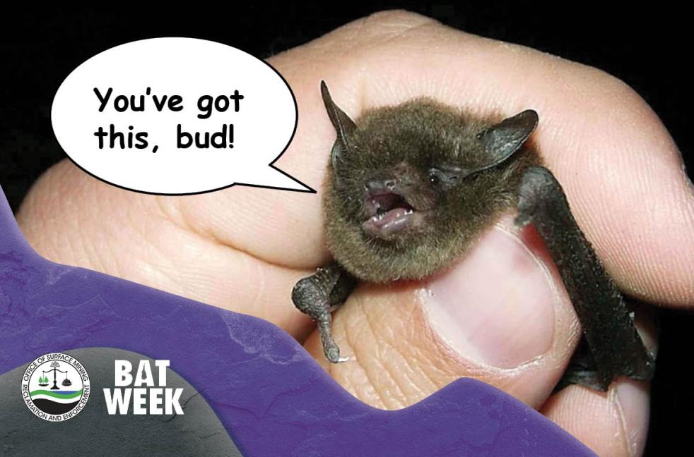 A hand holds a small bat with the added speech bubble "you've got this, bud!"