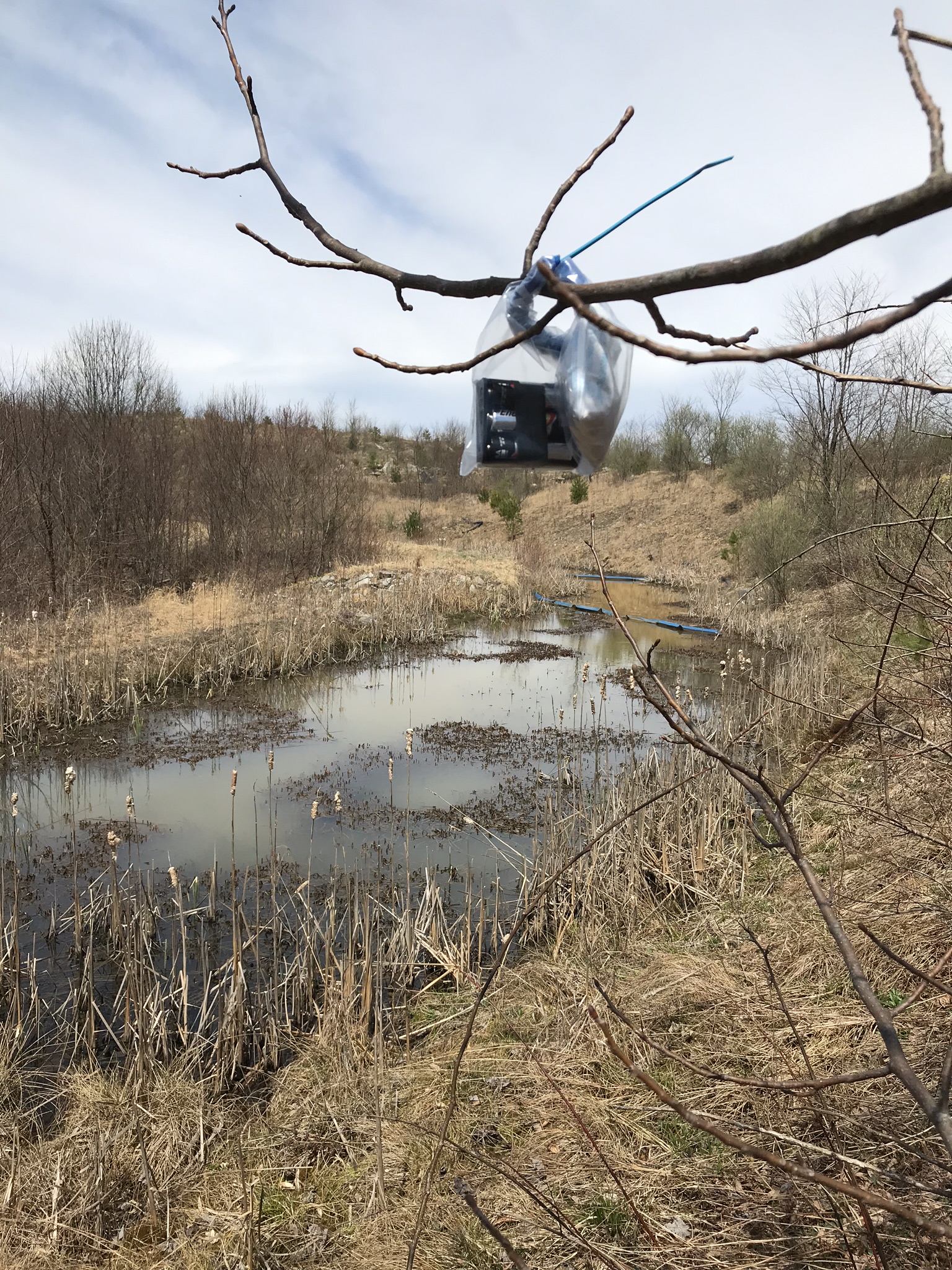 An acoustic monitoring device hangs from a tree inside a plastic bag.