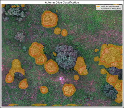 An overhead photo of trees in a grassy area, with some bushes highlighted in a solid orange color blob containing red outlines in parts of the orange blobs