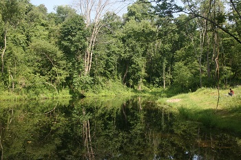 Stream in Pittsburgh Botanic Garden