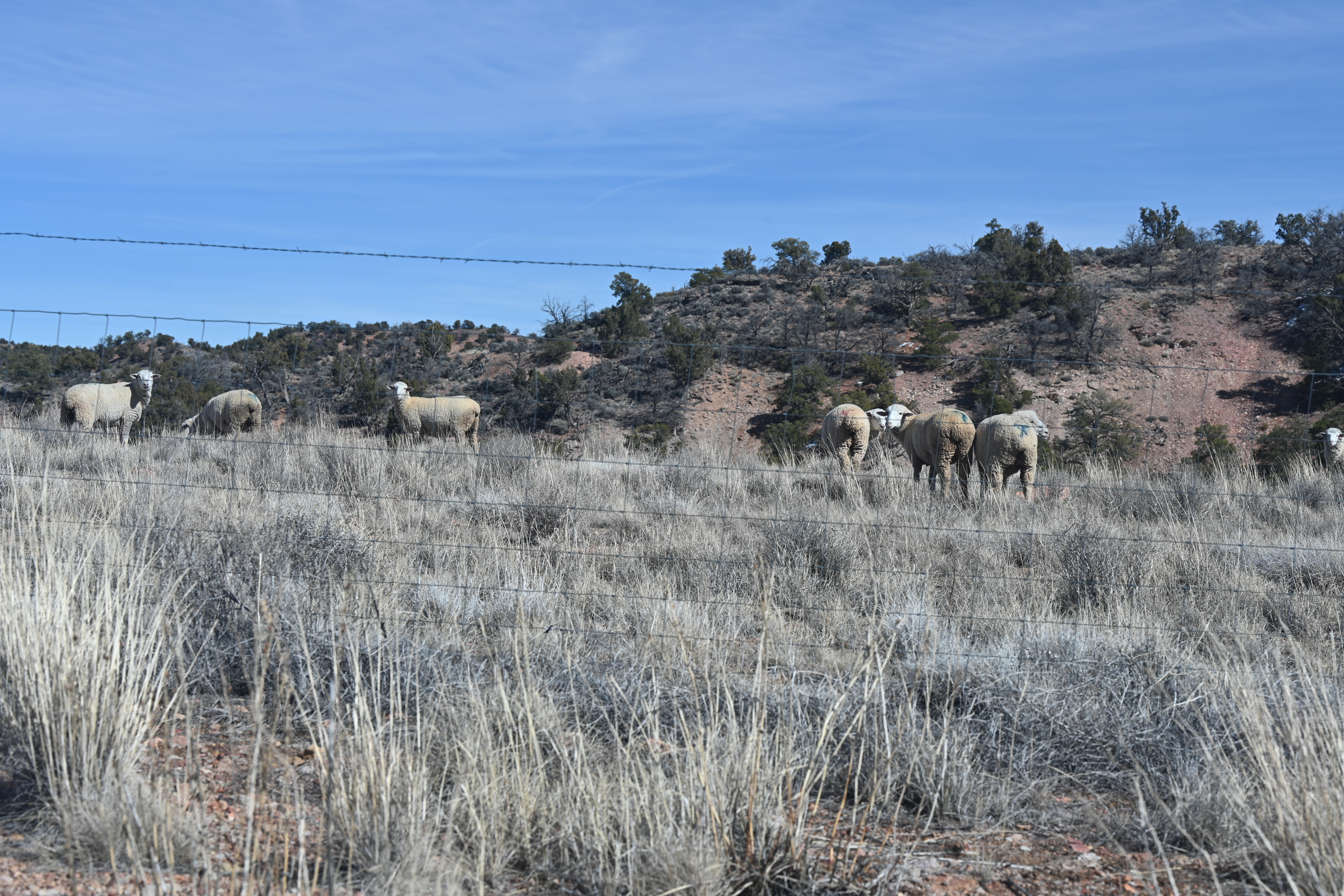 Livestock graze on the abundant plants and shrubs provided by the successful seeding during reclamation of the Kayenta Mine.