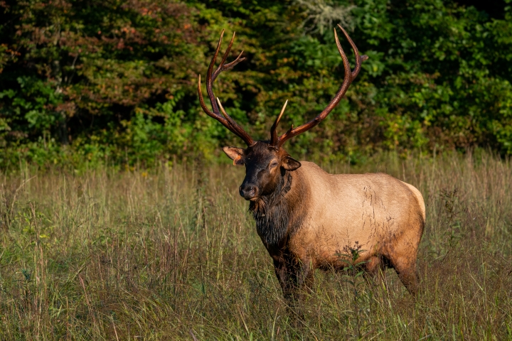Elk