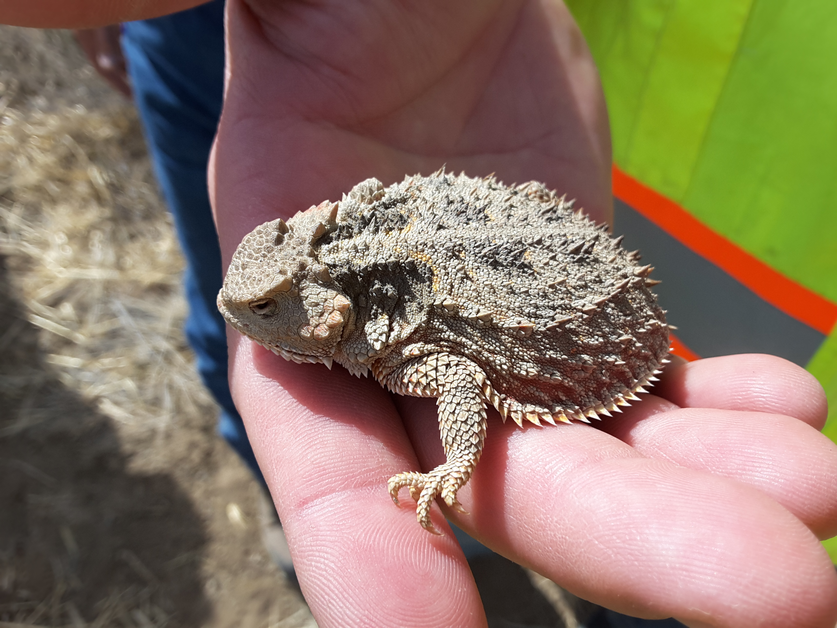 Photo of hand gently holding a horned toad lizard at the McKinely Mine on the Navajo Nation