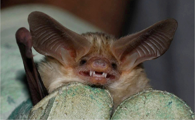 A Townsend Big Earred Bat smiles at the camera
