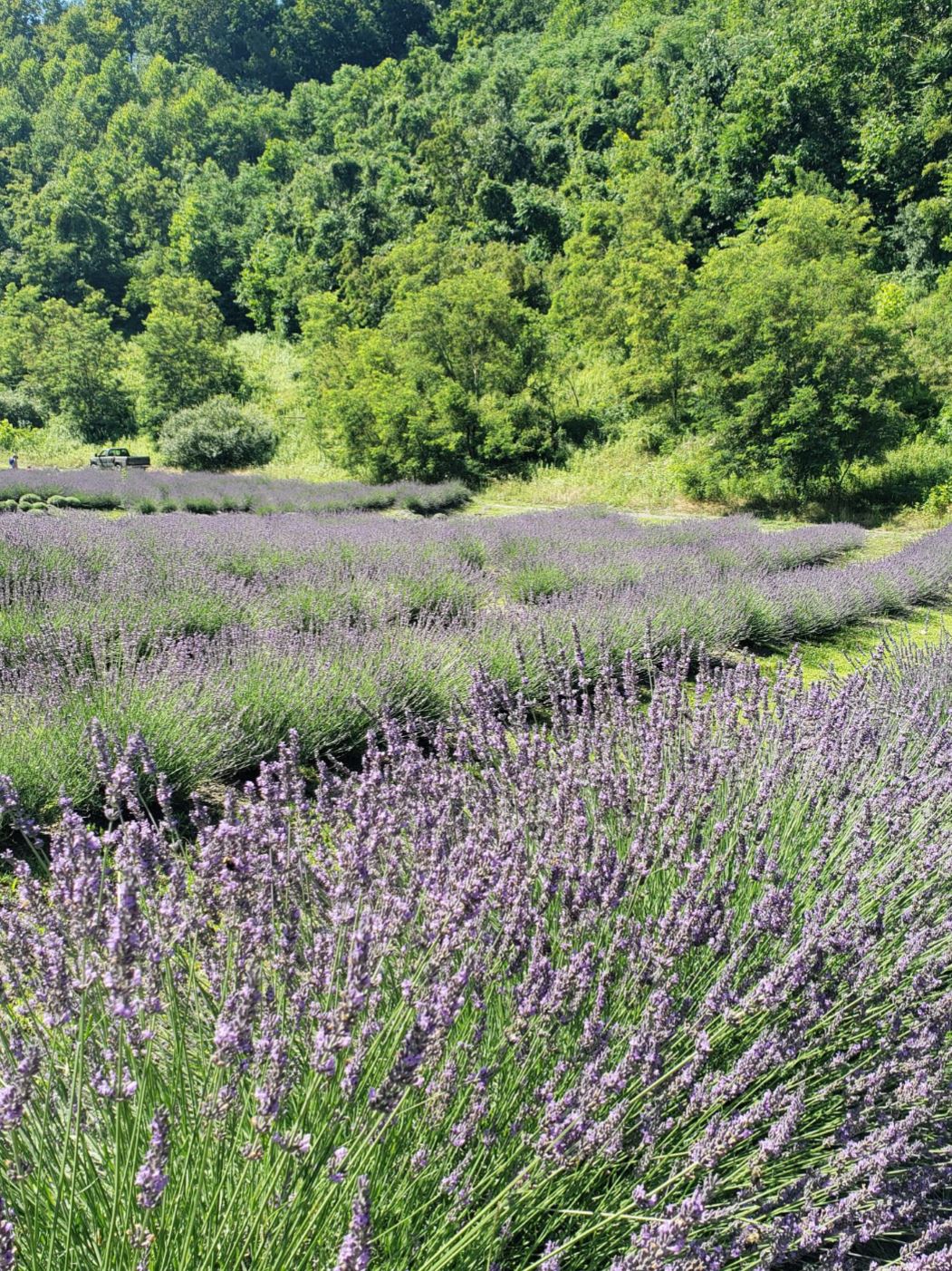 image of lavender growing in the area reclaimed by Raven Crest LLC which is awarded the 2022 OSMRE Excellence in Surface Mining Reclamation Good Neighbor Award