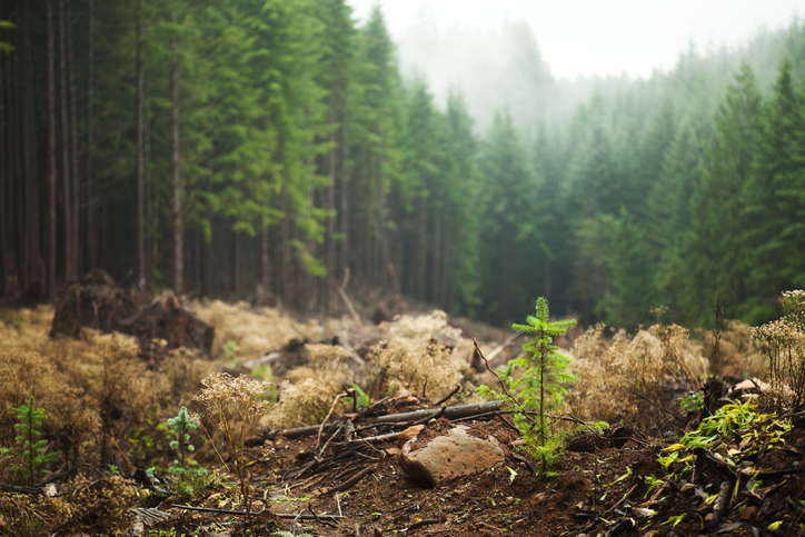 Image of Plants and saplings growing in a previously deforested area