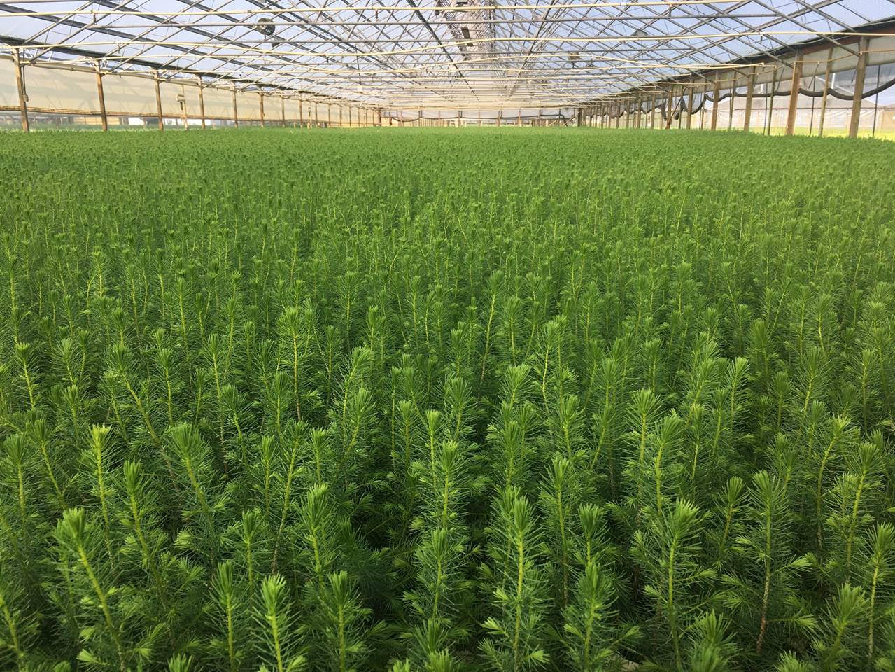 Red spruce seedlings growing in a greenhouse