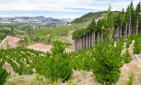 Trees growing on a reclaimed mine area