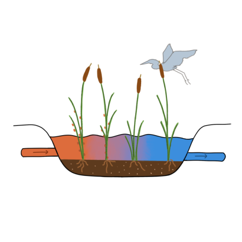 Image: Diagram of a constructed wetland, cross section