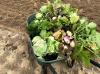 Vegetables grown at the the reclaimed Jewett Mine in Freestone County, Texas
